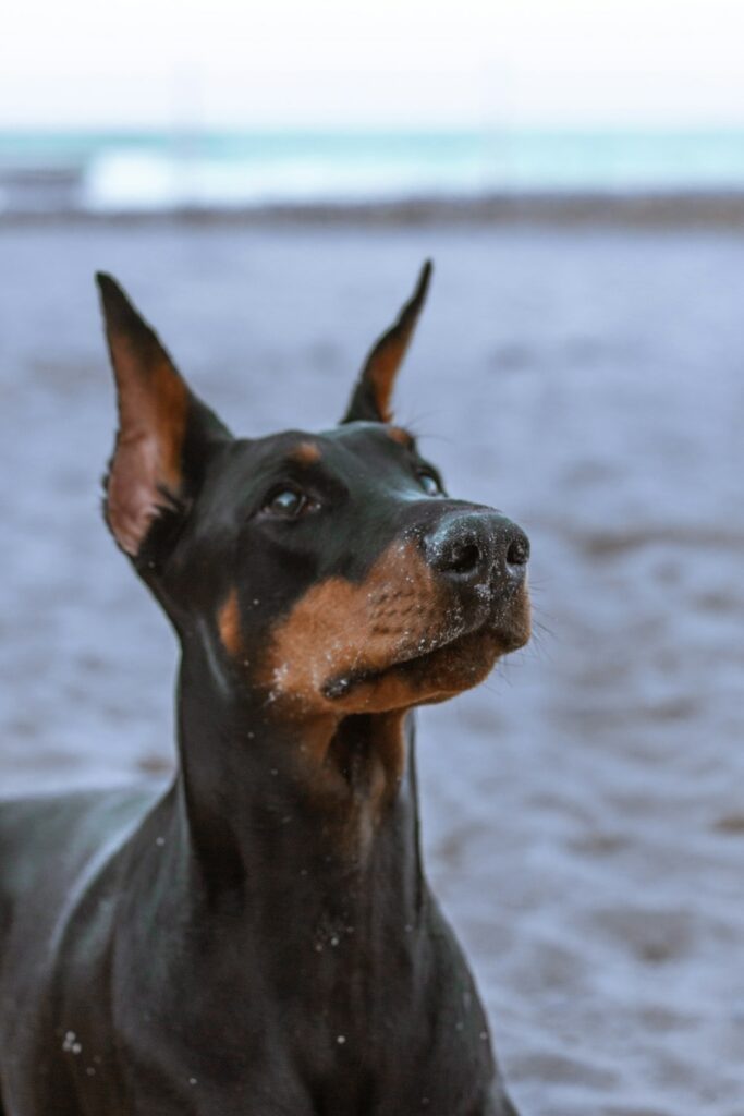 doberman akc