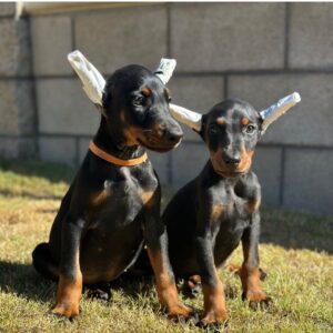 Reserve AKC Pure Puppy Doberman from ProtectiveK9.com