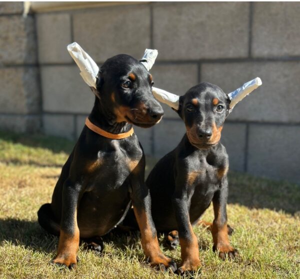 Reserve AKC Pure Puppy Doberman from ProtectiveK9.com